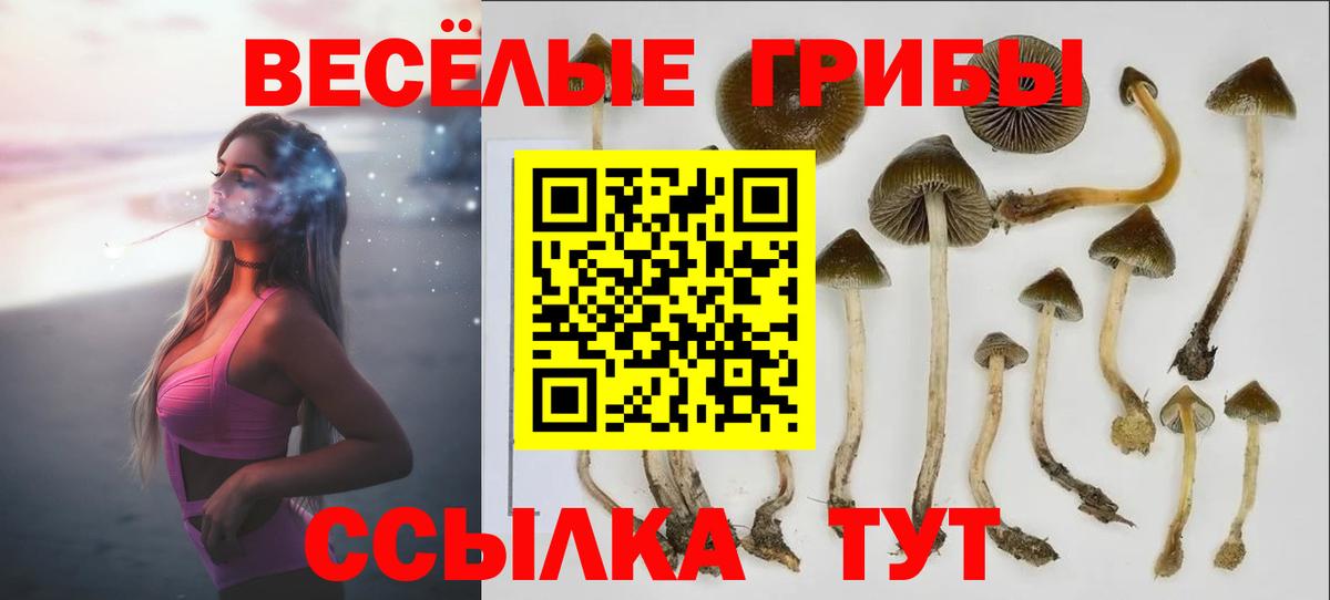 Псилоцибиновые грибы GOLDEN TEACHER Кудрово